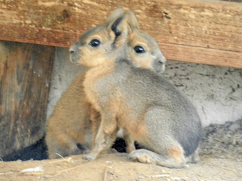 Tierpark Westküstenpark am 08.10.2016: 2 junge Maras